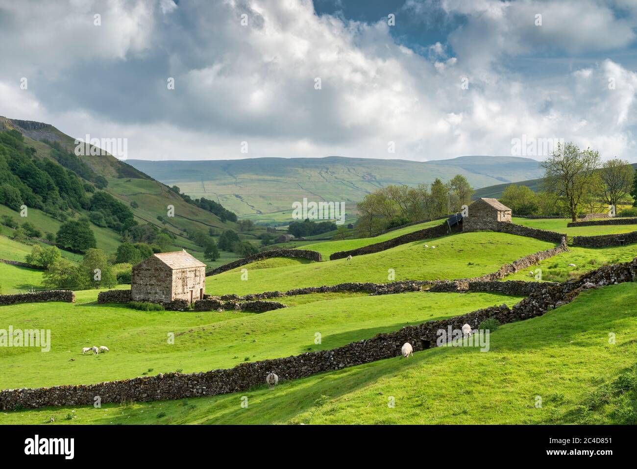 Pascolo di pecore, muri a secco di pietra e fienili tradizionali di dales vicino a Keld in Swaledale, le valli dello Yorkshire, Regno Unito. Foto Stock