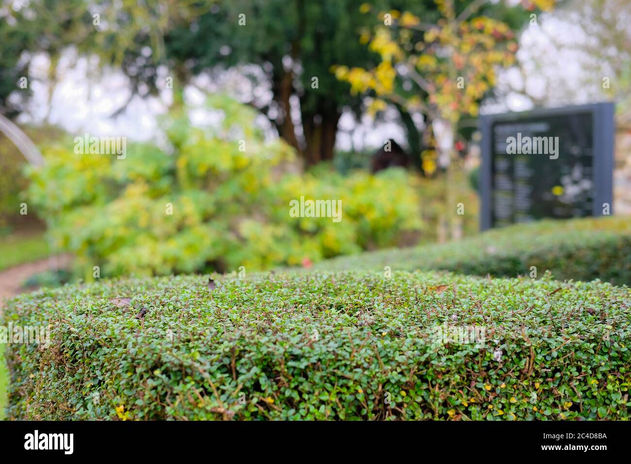Il fuoco basso di una siepe privata ben mantenuta vista all'entrata di un giardino botanico inglese e labirinto. Foto Stock