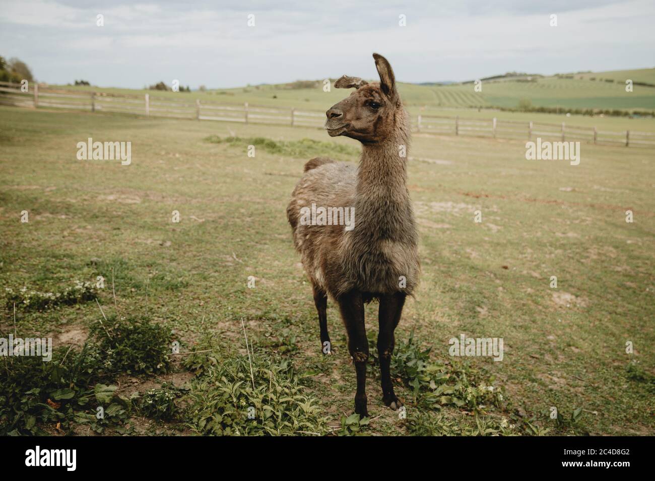 Un solo lama marrone che si erge sul pascolo verde primaverile e guarda a lato, nel sole dorato del pomeriggio Foto Stock