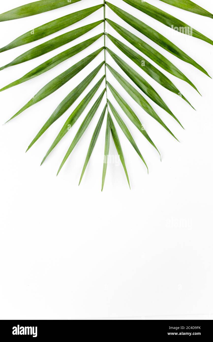 Foglia tropicale su sfondo bianco. Posa piatta, vista dall'alto Foto Stock