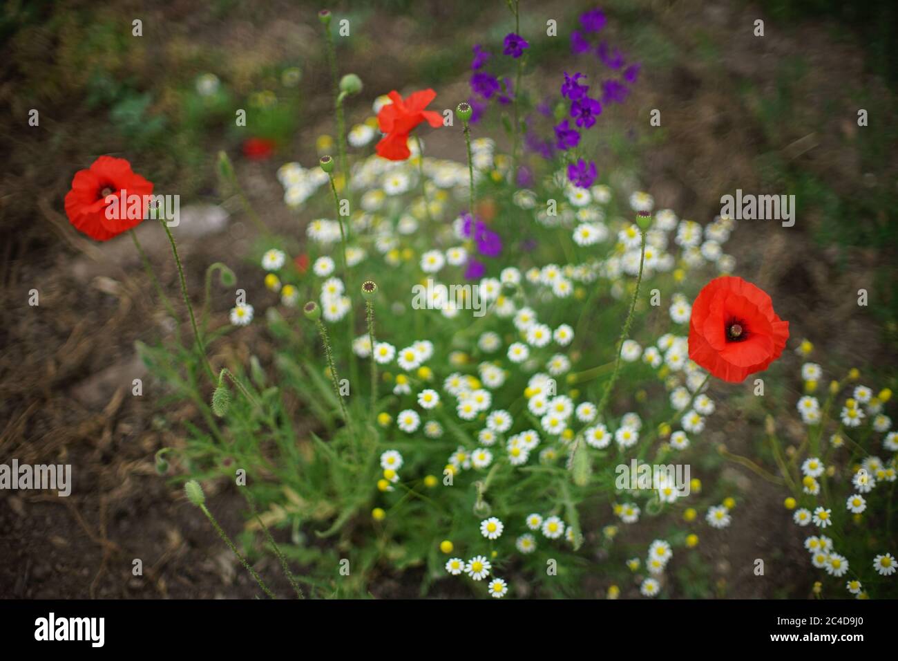 nel giardino crescono la glade di papaveri rossi, piccole margherite bianche e fiori viola Foto Stock