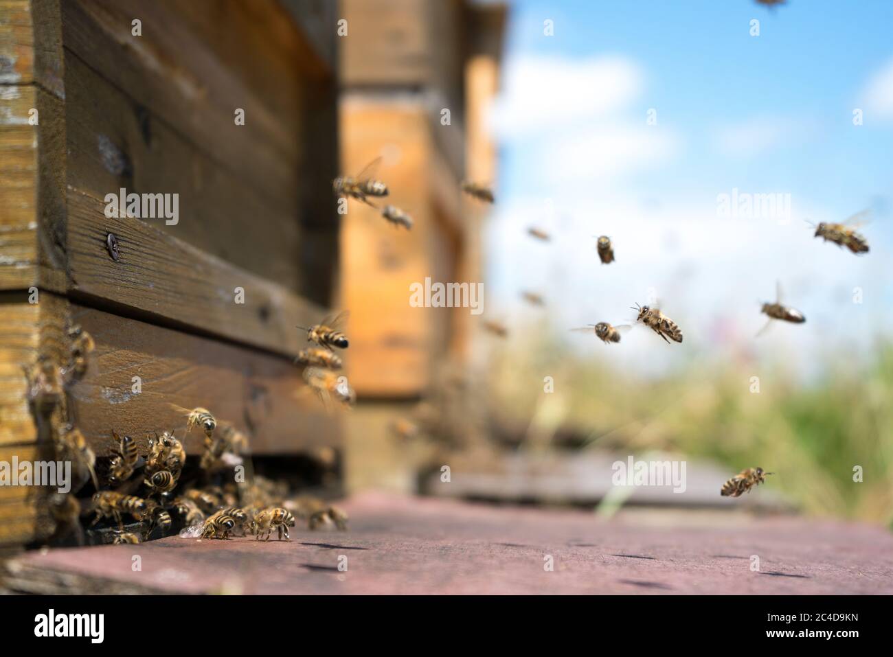 Le api da miele volano e lasciano la loro alveare su un prato in estate Foto Stock