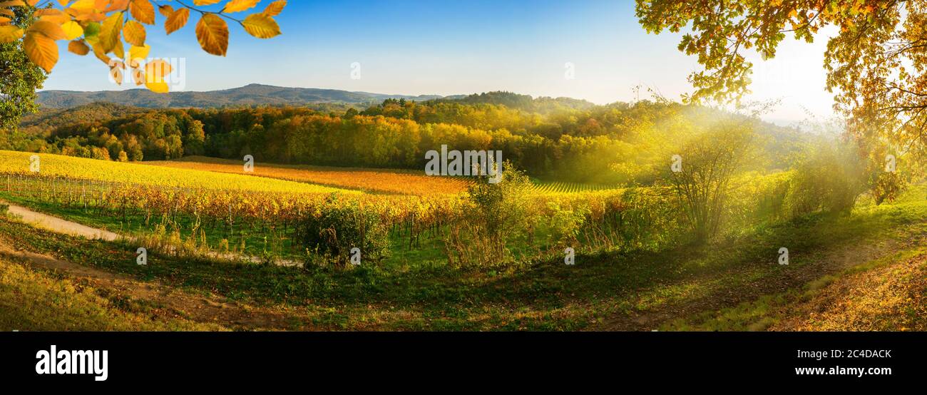 Paesaggio rurale panoramico in autunno con vigneti, colline, cielo blu vibrante e raggi di sole, incorniciato da oro fogliame Foto Stock