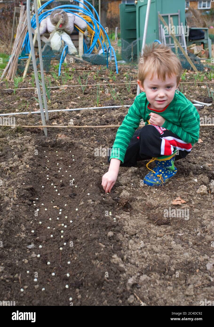 nipote che piantano semi di pisello all'assegnazione in collina di burgess Foto Stock