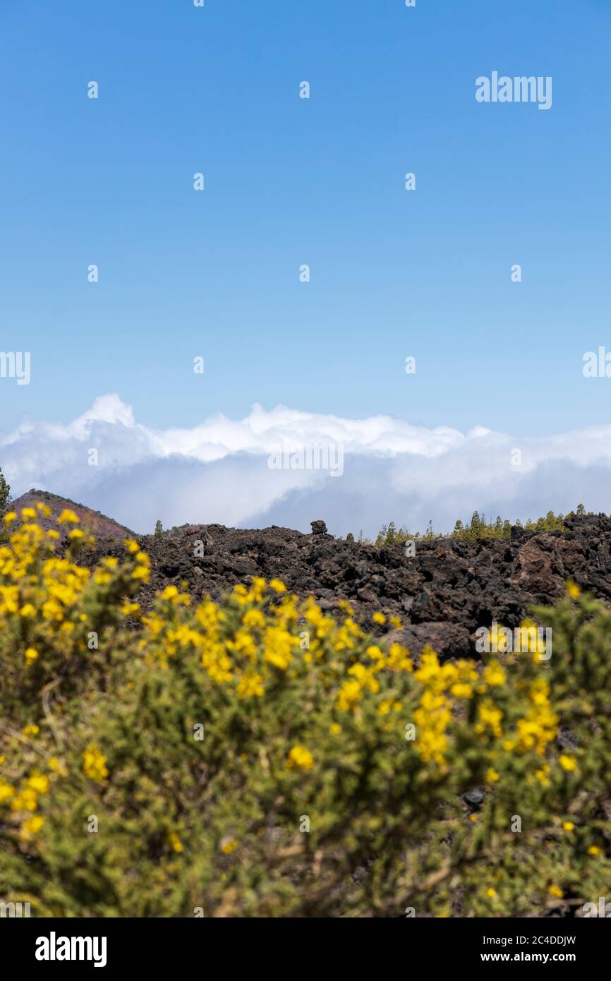 Arbusto fiorito di retama giallo, Teline canariensis, e flusso lavico solidificato dall'eruzione vulcanica del 1909, Chinyero, Tenerife, Isole Canarie, Spagna Foto Stock