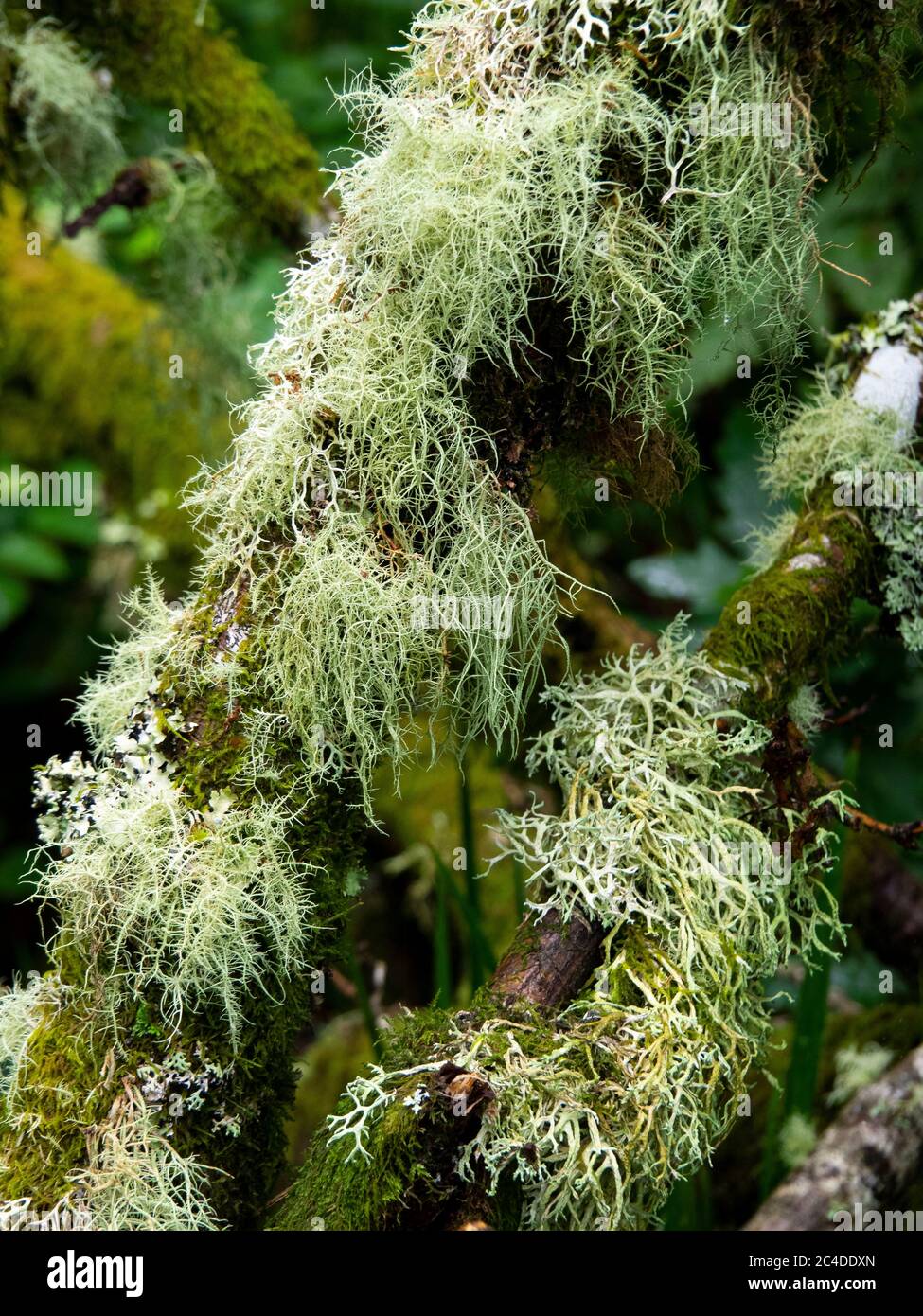 Twotipi di Lichen che crescono su alberi nel bosco di Wistman una quercia su Dartmoor, importante per i mossi e licheni che crescono sugli alberi e Th Foto Stock