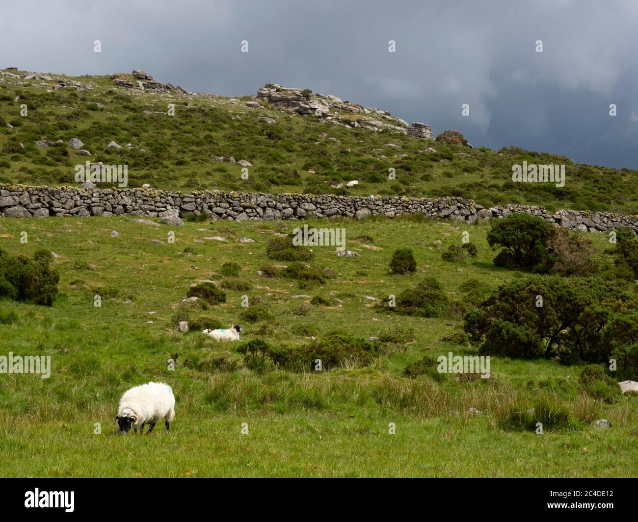 Crockern Tor, Dartmoor, Devon, Regno Unito Foto Stock