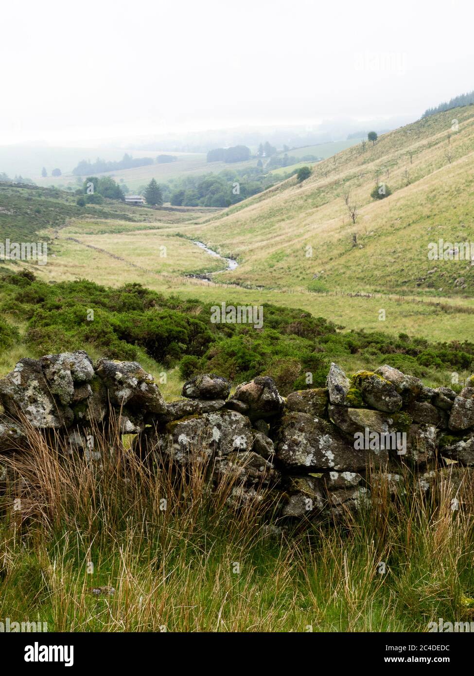 Vecchio muro di pietra a secco in una valle foggosa, Dartmoor, Devon, Regno Unito Foto Stock