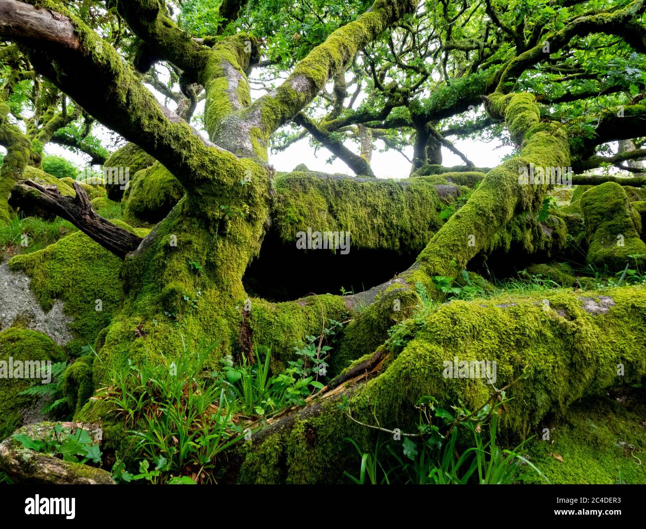 Cave come buco sotto rocce in Wistman's Wood, Dartmoor, Devon, UK Foto Stock