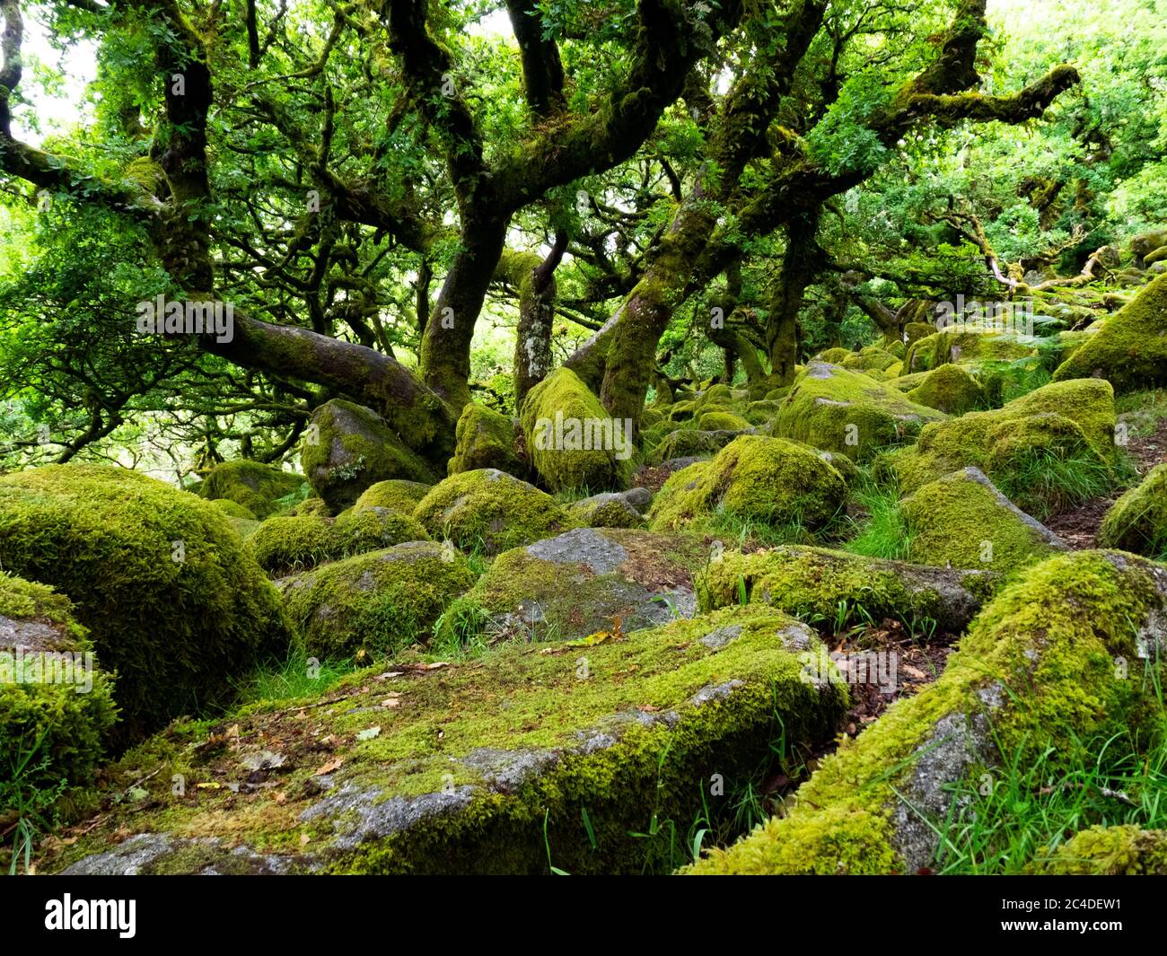 Il Wistman's Wood è un remoto bosco di alberi d'alta quota in una valle di Dartmoor, importante per i mossi e i licheni che crescono sugli alberi e sul granito Foto Stock