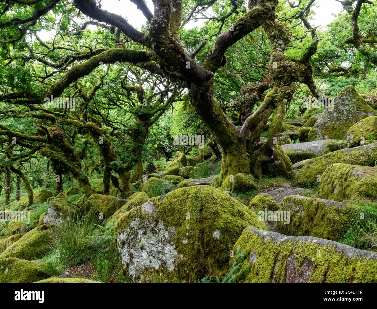 Il Wistman's Wood è un bosco di querce su Dartmoor, importante per i mossi e i licheni che crescono sugli alberi e sulle rocce di granito, Dartmoor, Devon, Regno Unito Foto Stock