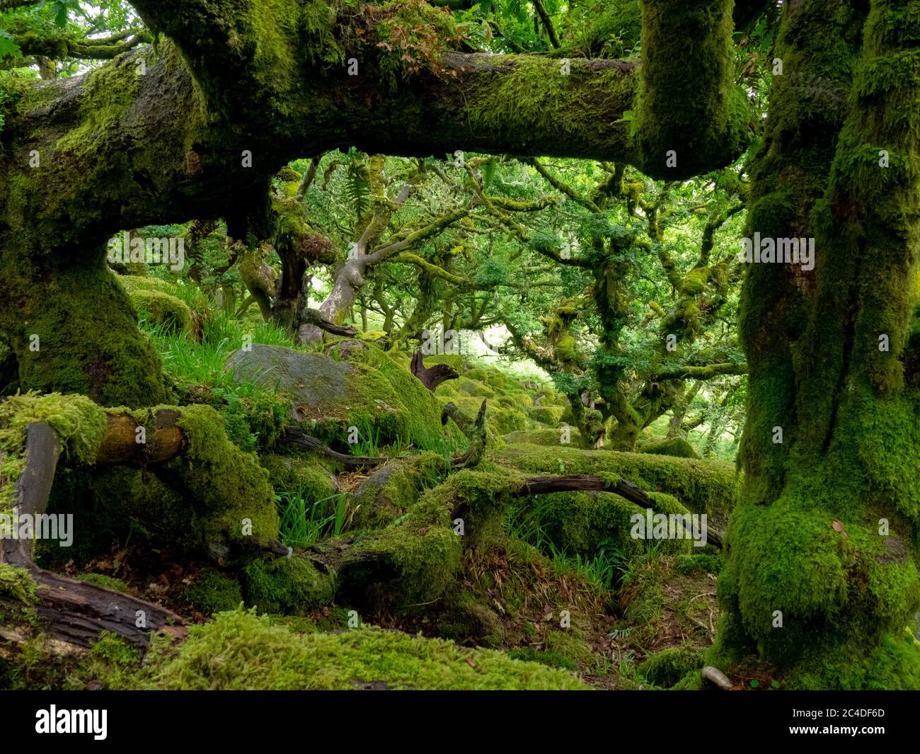 Il Wistman's Wood è un bosco di querce su Dartmoor, importante per i mossi e i licheni che crescono sugli alberi e sulle rocce di granito, Dartmoor, Devon, Regno Unito Foto Stock