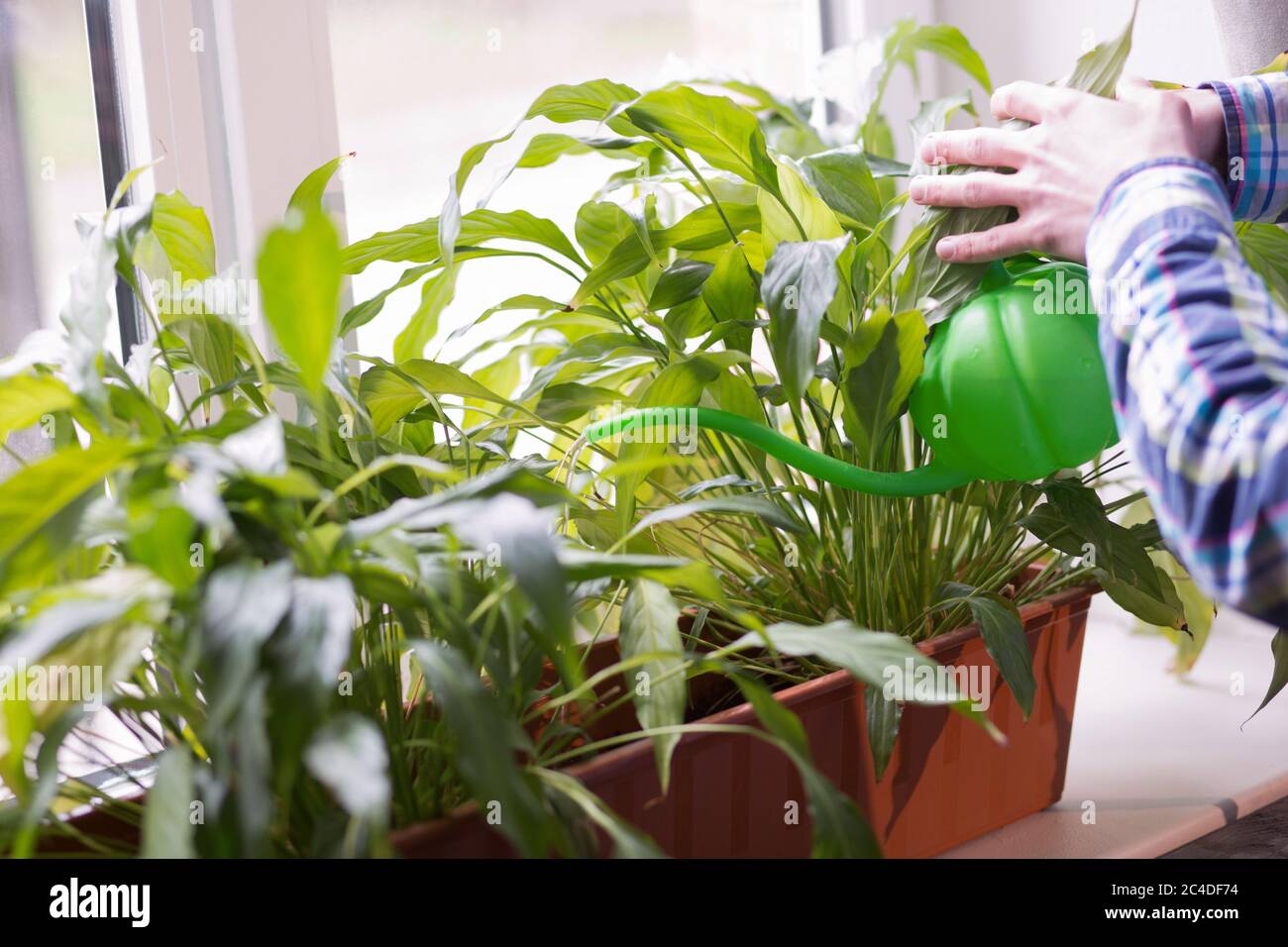 Primo piano vista uomo annaffiatura fiori da acqua lattine. Maschio che usa annaffiatoio per prendersi cura delle piante sulla soglia della finestra in giornata di sole Foto Stock