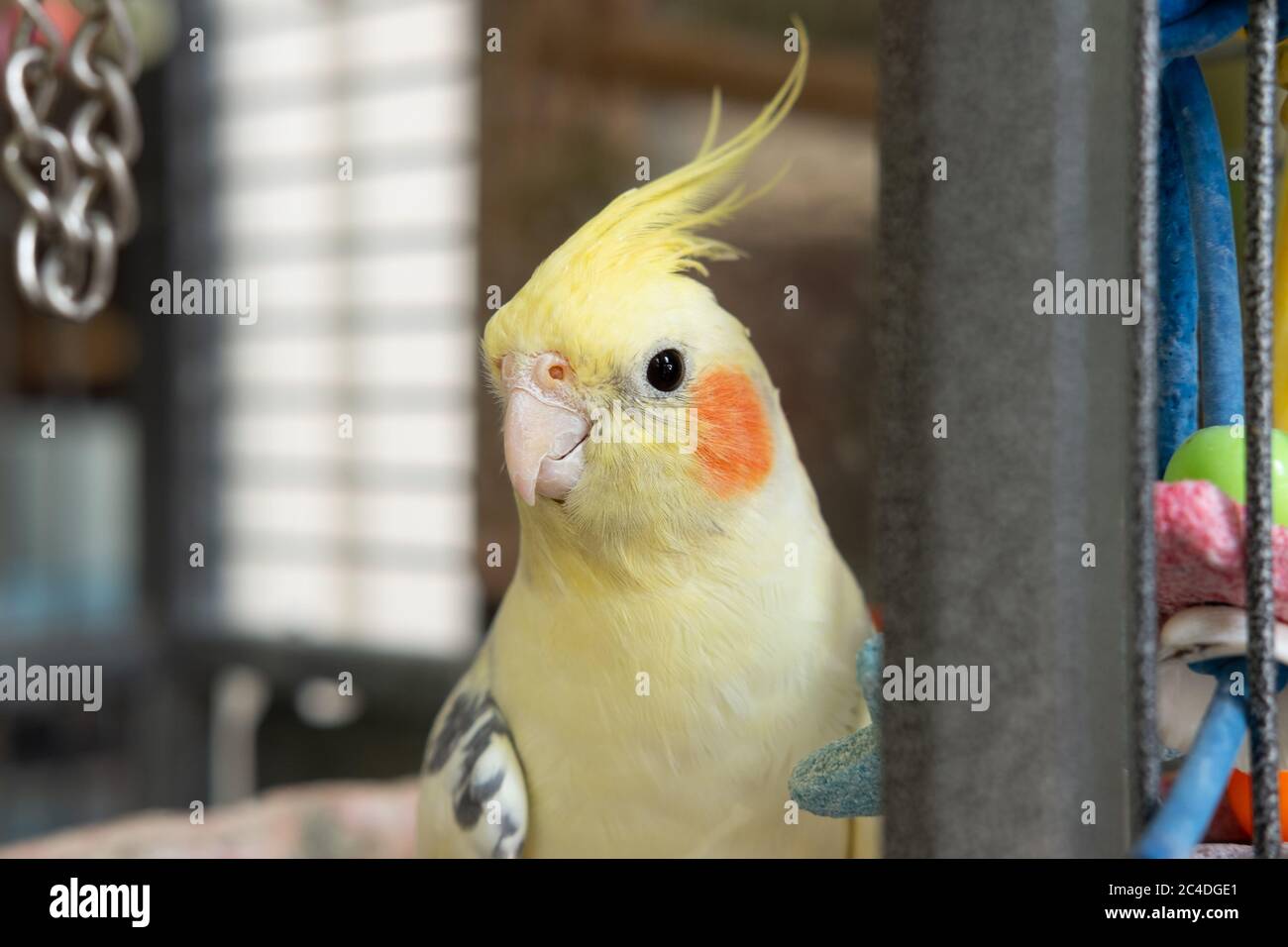 Primo piano di un cockatiel adulto visto guardarsi in uno specchio metallico. Ha nuove piume che arrivano sulla sua cresta. Foto Stock