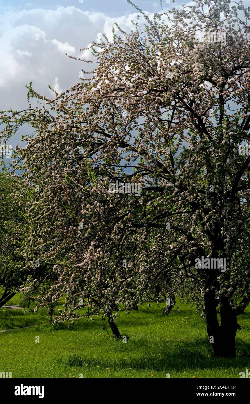 Mela fiorente nel giardino verde, giugno, San Pietroburgo, Russia Foto Stock