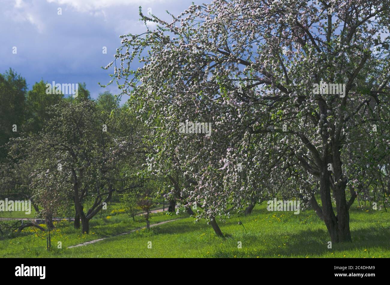 Mela fiorente nel giardino verde, giugno, San Pietroburgo, Russia, eco-agricoltura, giardinaggio verde, giorno d'estate Foto Stock