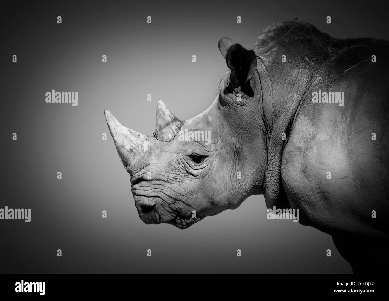 ritratto di testa di rinoceronte in bianco e nero Foto Stock