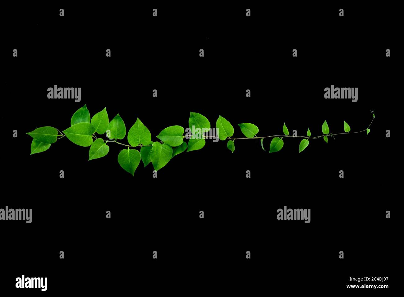 Twisted giungla viti liana pianta con cuore forma foglie verdi isolato su sfondo nero, clipping percorso incluso. Disegno floreale. Immagine HD e Lar Foto Stock