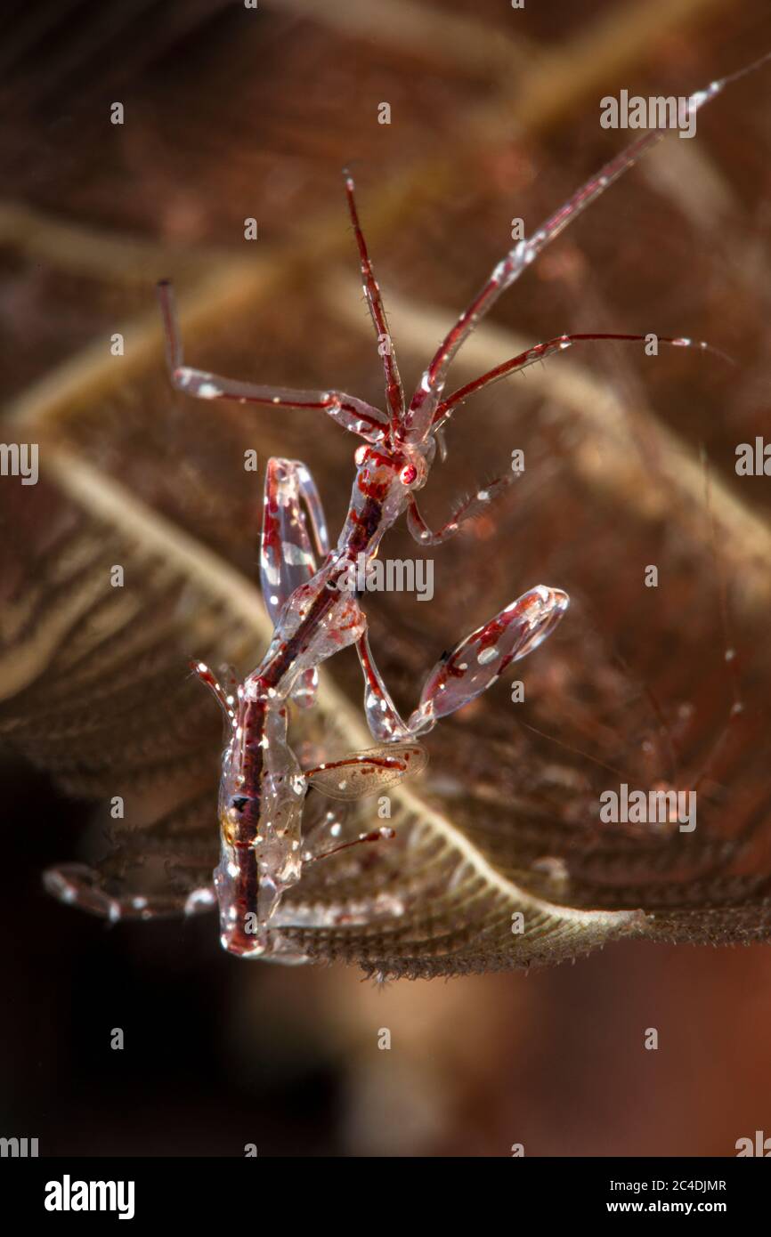 Gamberetti di scheletro a striscia rossa (Protella similis). Macro fotografia subacquea da Aniilao, Filippine Foto Stock