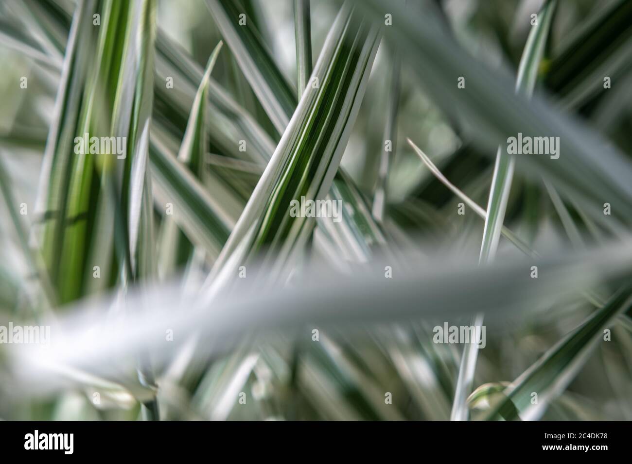 astratto carta da parati verde erba. verde pianta sfondo. primo piano erba Foto Stock