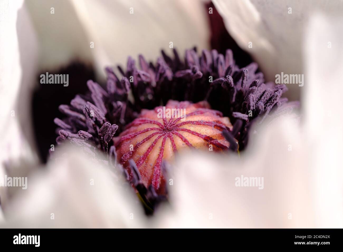 White Poppy, Papaver Royal Wedding, vibrante, attraente pollinatore, orientale, grande fiore, fiore di breve durata, Giardino di campagna, fiore, bellezza. Foto Stock