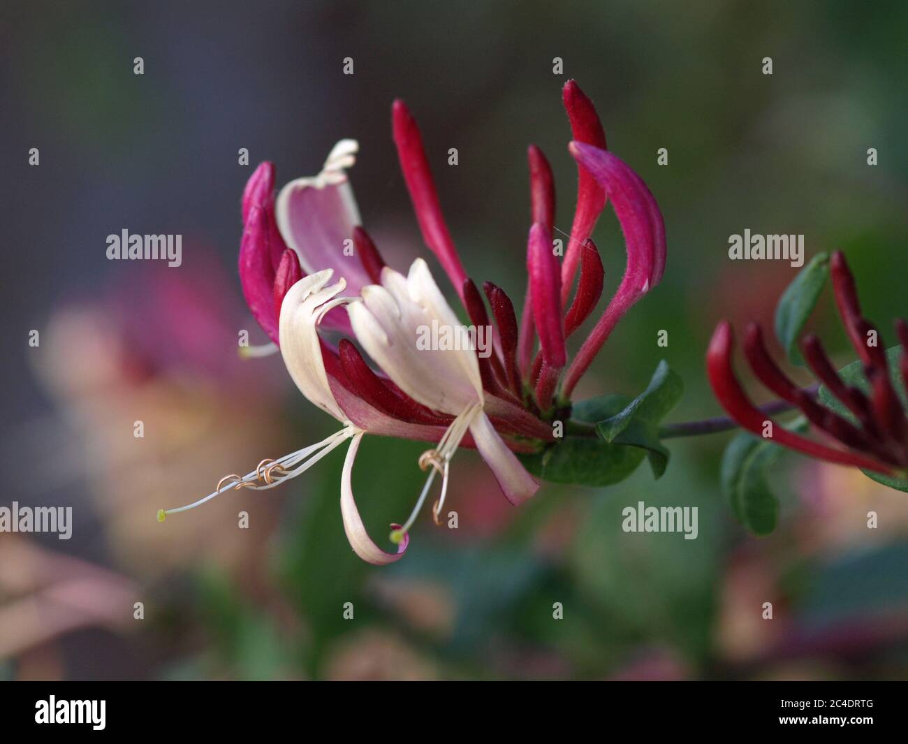 Caprifoglio fiore Foto Stock