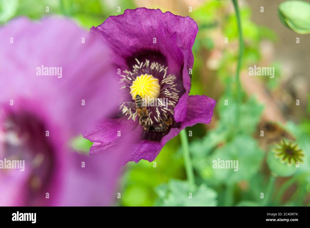 Api in Poppy Blossoms Foto Stock