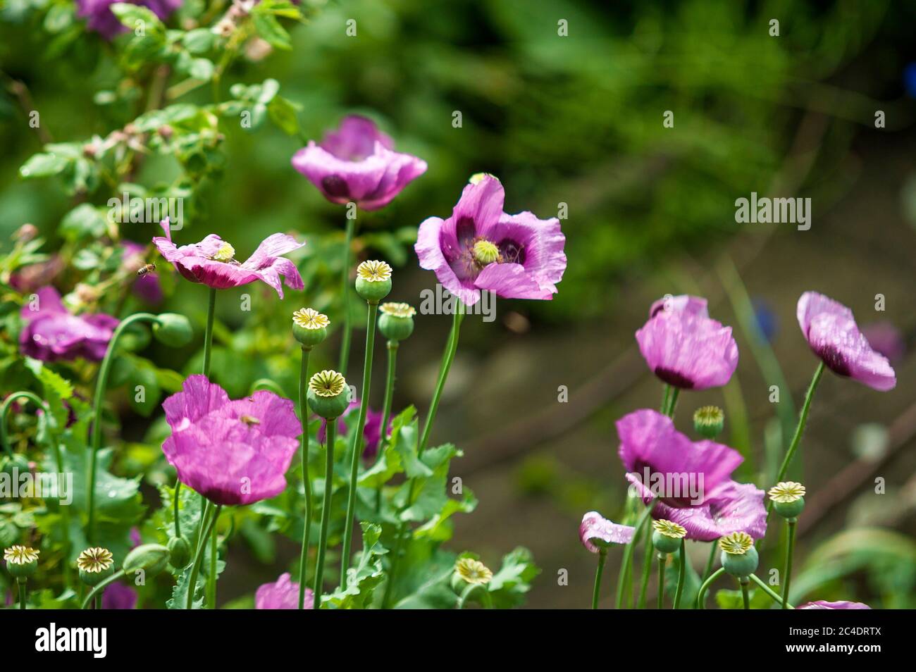 Api in Poppy Blossoms Foto Stock