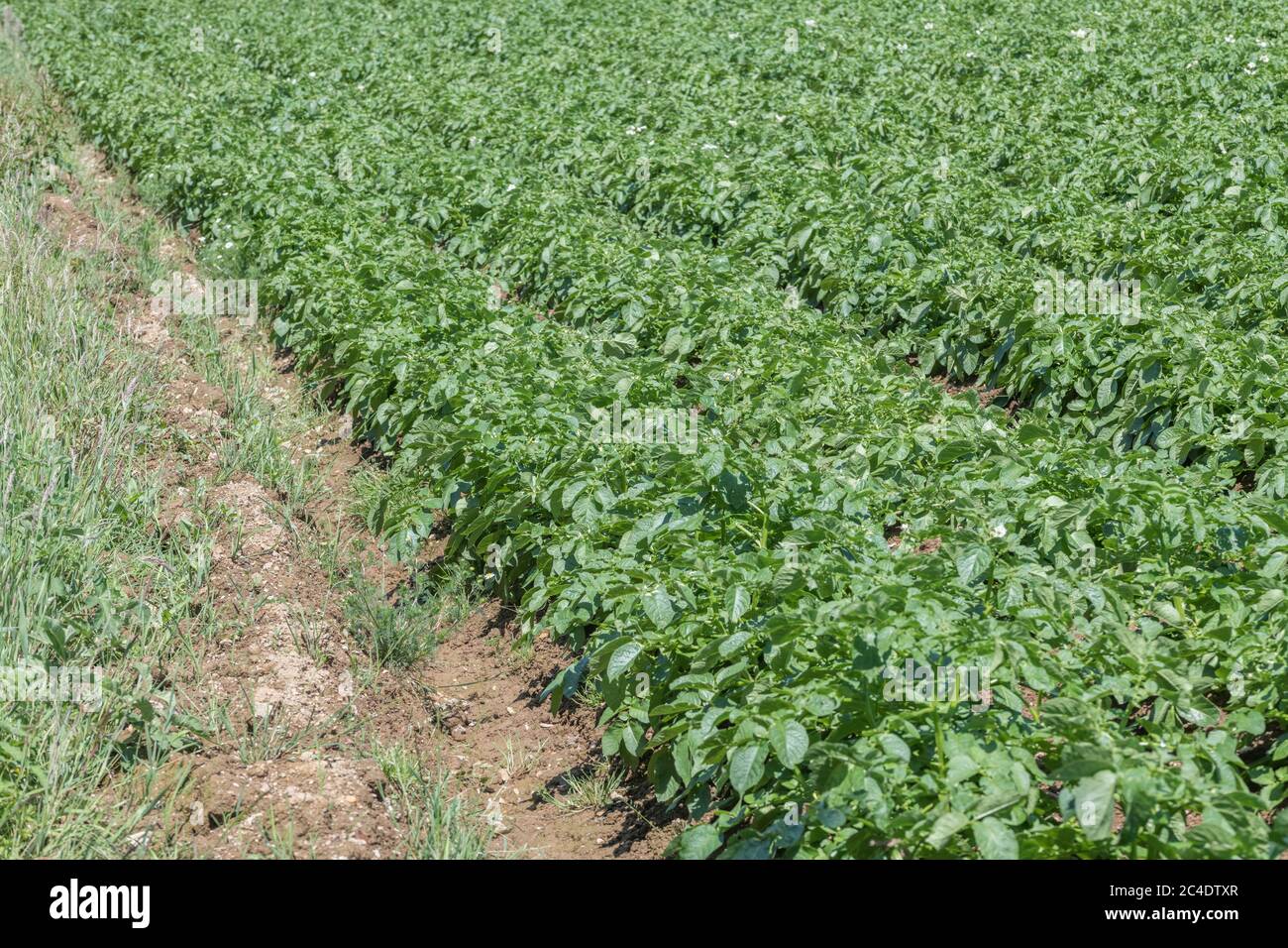 Bordo di un raccolto di patate / bordo di campo di patate in Regno Unito. Per i coltivatori di patate del Regno Unito, per la coltivazione di patate nel Regno Unito, per le colture alimentari nel Regno Unito, per le piante di patate. Messa a fuoco a terra centrale. Foto Stock