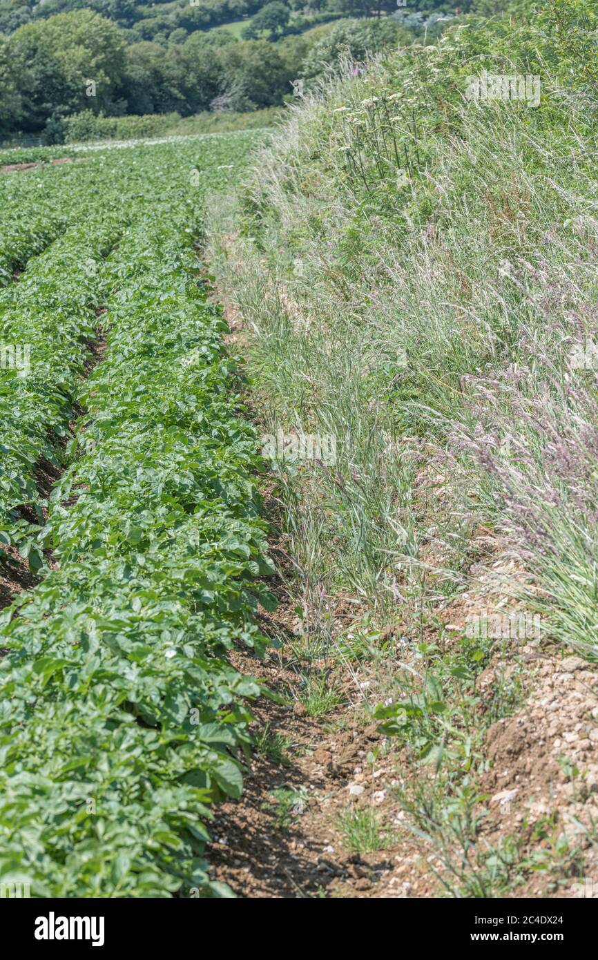 Bordo di un raccolto di patate / bordo di campo di patate in Regno Unito. Per i coltivatori di patate del Regno Unito, per la coltivazione di patate nel Regno Unito, per l'approvvigionamento alimentare del Regno Unito, per le colture alimentari nel Regno Unito, per le piante di patate. Foto Stock