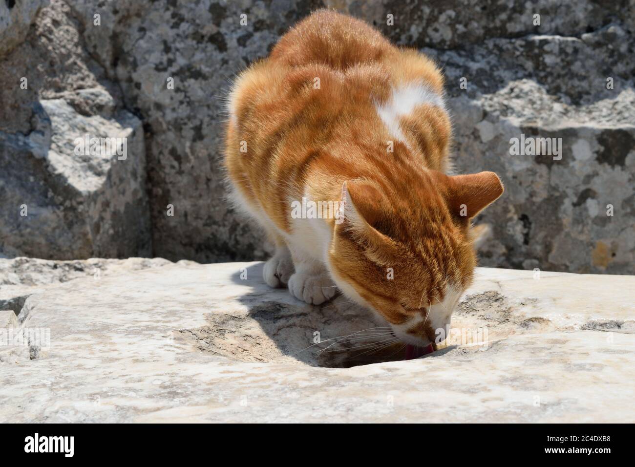 Un gatto vagato vivere nelle rovine di Efeso in Turchia bevande acqua che un turista ha versato in una cavità nella pietra Foto Stock
