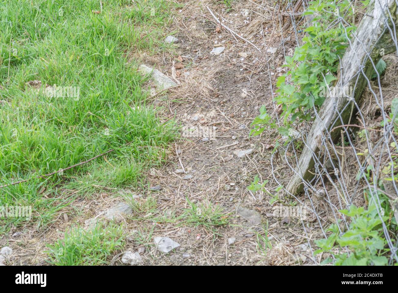 Hedgeline di campo con recinzione in rete metallica e palo di recinzione in legno. Metafora appennata, agricoltura Regno Unito, confine e confine. Foto Stock