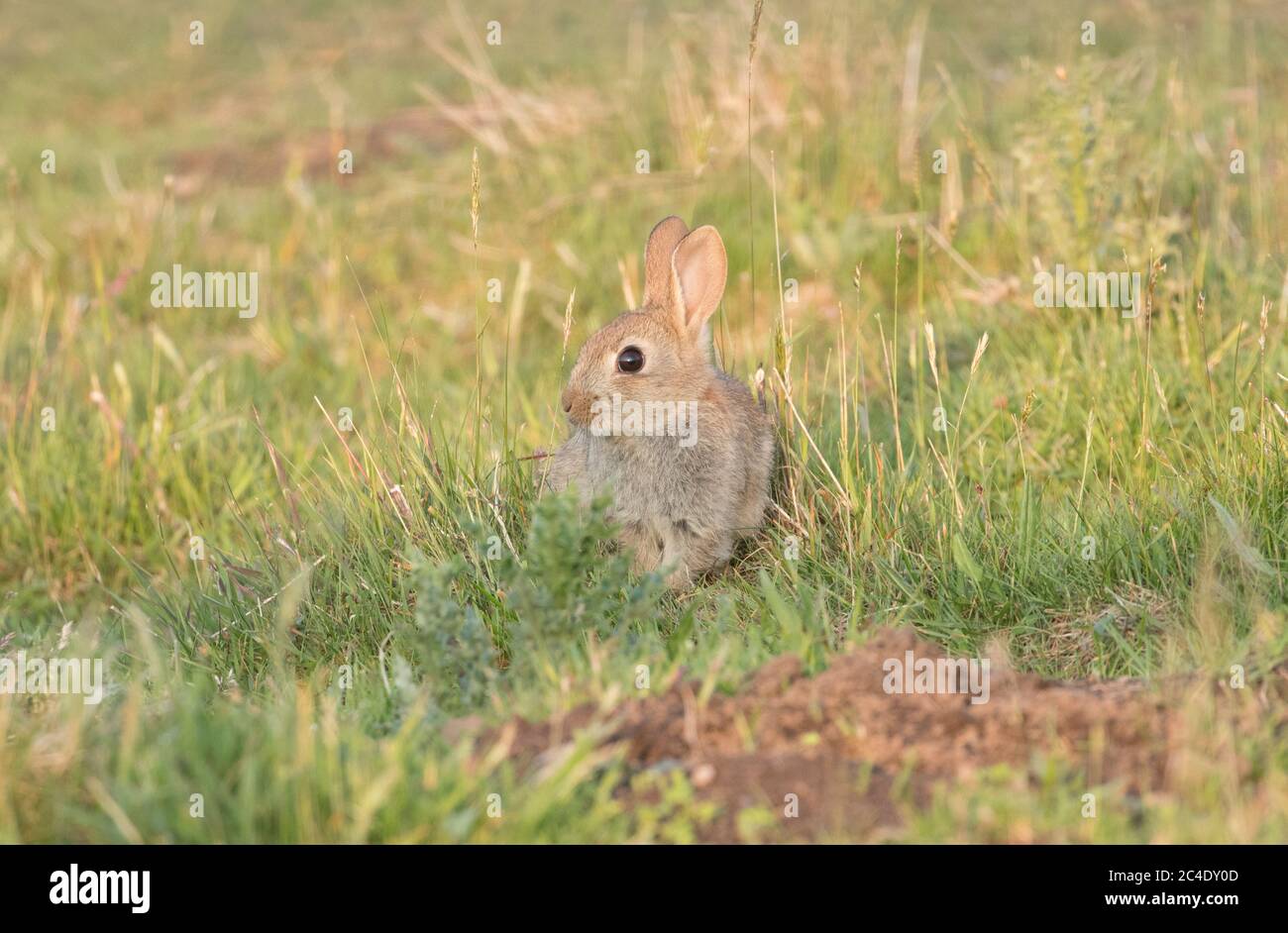 Conigli del bambino, serbatoio di Thruscross, Harrogate, Yorkshire del Nord Foto Stock