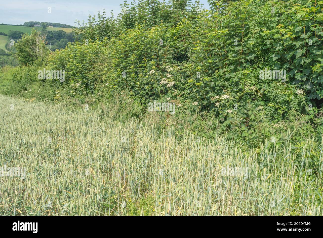 Hedgeline / linea di confine del campo di grano verde del Regno Unito. Metafora agricoltura e agricoltura Regno Unito, frontiere, hedgeline, approvvigionamento alimentare del Regno Unito, raccolto di grano 2020. Foto Stock