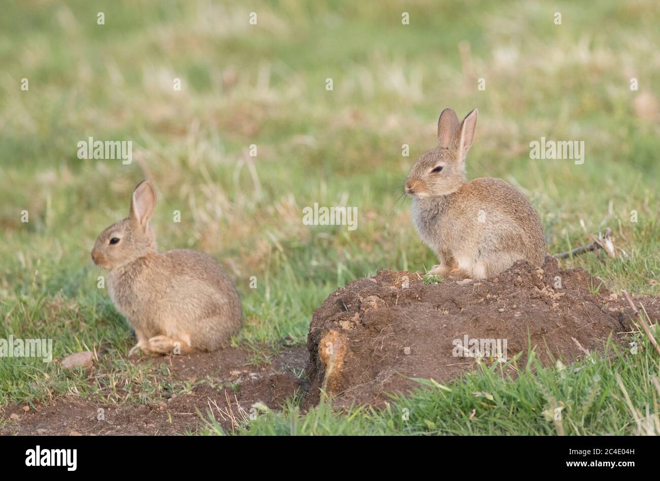 Conigli del bambino, serbatoio di Thruscross, Harrogate, Yorkshire del Nord Foto Stock