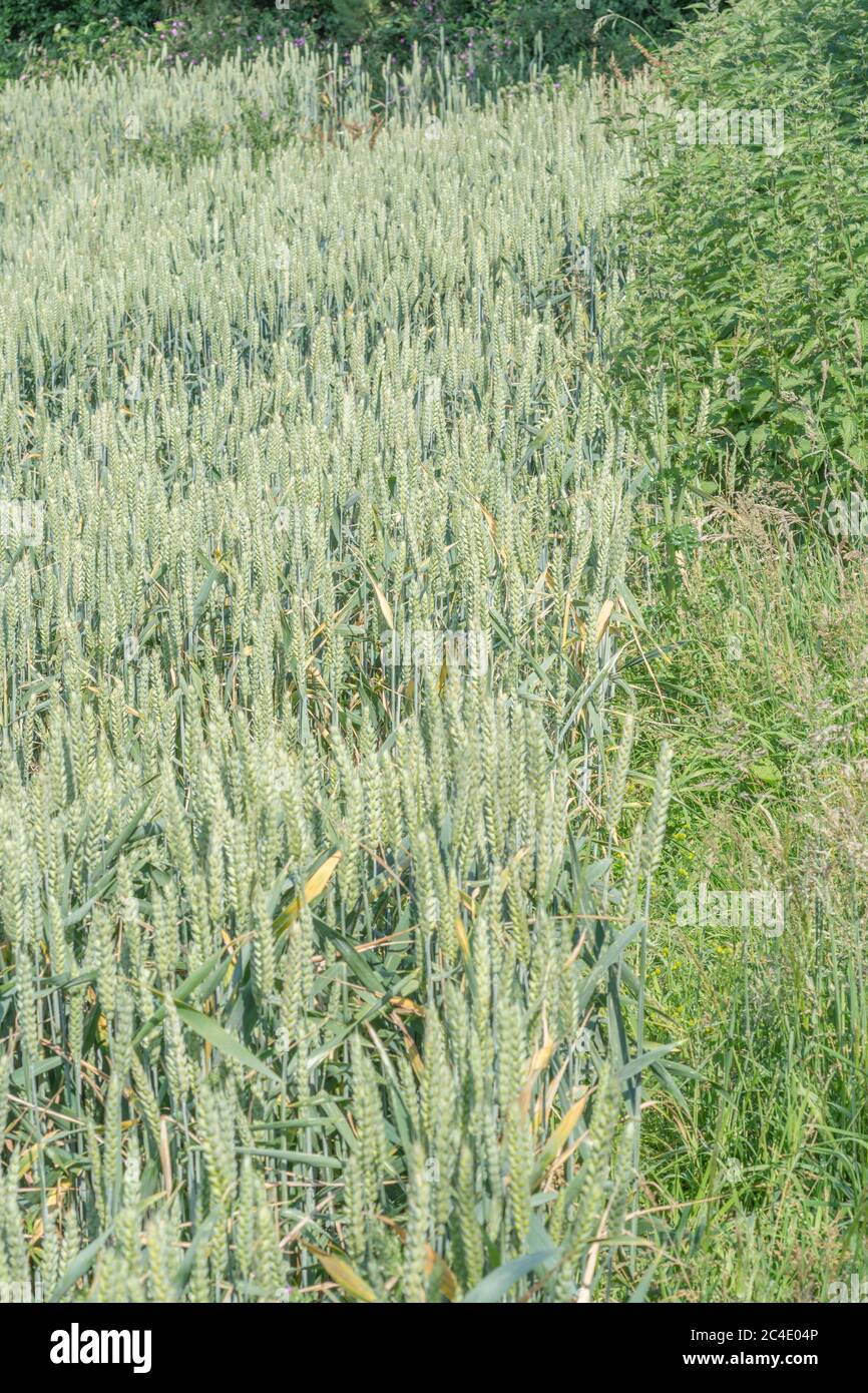 Hedgeline / linea di confine del campo di grano verde del Regno Unito. Metafora agricoltura e agricoltura Regno Unito, frontiere, hedgeline, approvvigionamento alimentare del Regno Unito, raccolto di grano 2020. Foto Stock