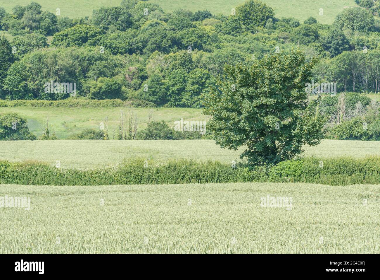 Hedgeline / linea di confine del campo di grano verde del Regno Unito. Metafora agricoltura e agricoltura Regno Unito, confini, hedge line, approvvigionamento alimentare del Regno Unito, campi verdi dell'Inghilterra Foto Stock