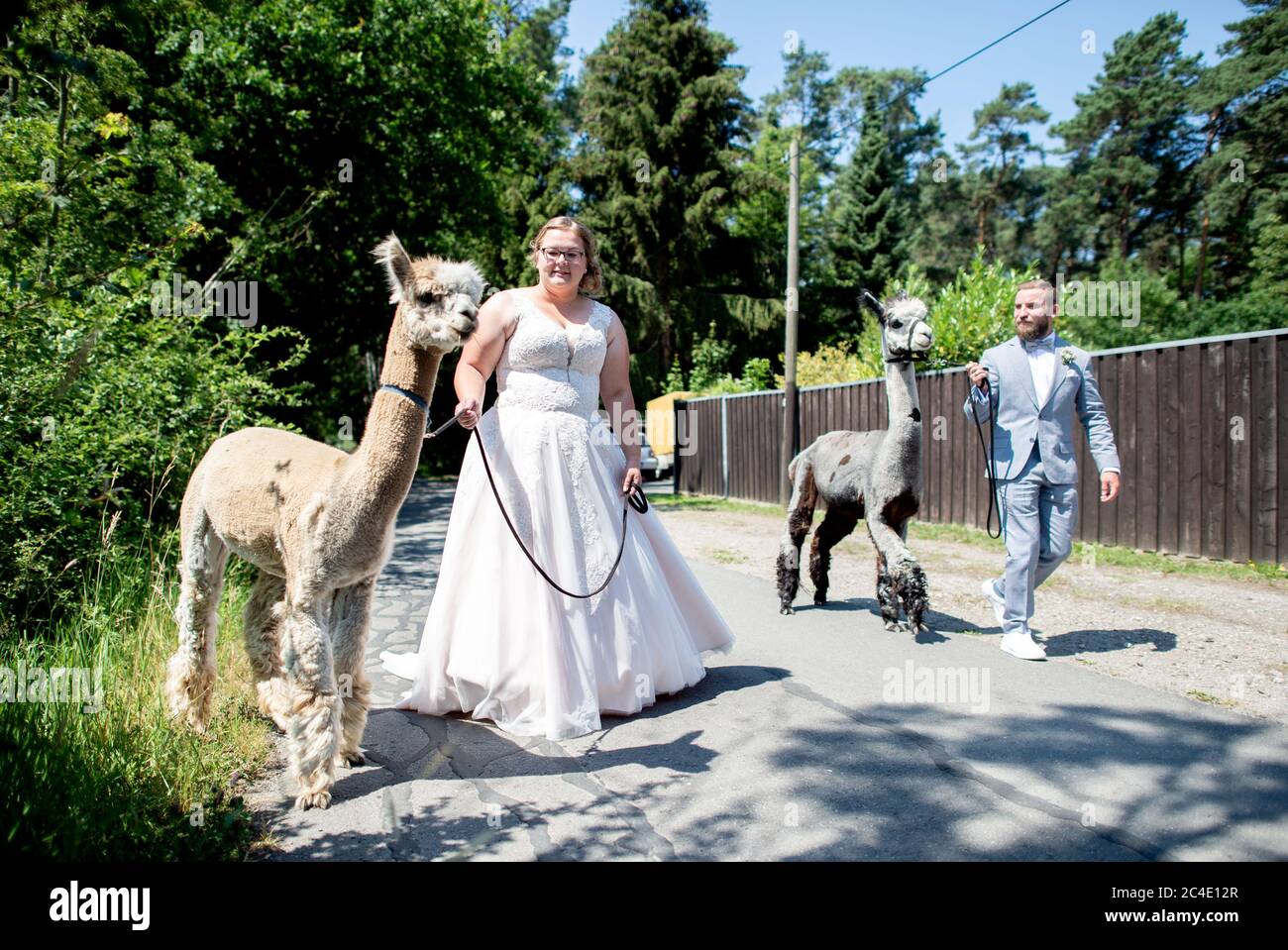 Langenhagen, Germania. 26 Giugno 2020. Sina e Marcel Reichardt, una coppia di nozze da Wedemark, si dirigono a un'escursione con le alpaca Nacho (l) e Kiowa. La coppia ha prenotato un evento di nozze in una fattoria alpaca stud e festeggerà la cerimonia di matrimonio civile con gli animali. Credit: Hauke-Christian Dittrich/dpa/Alamy Live News Foto Stock