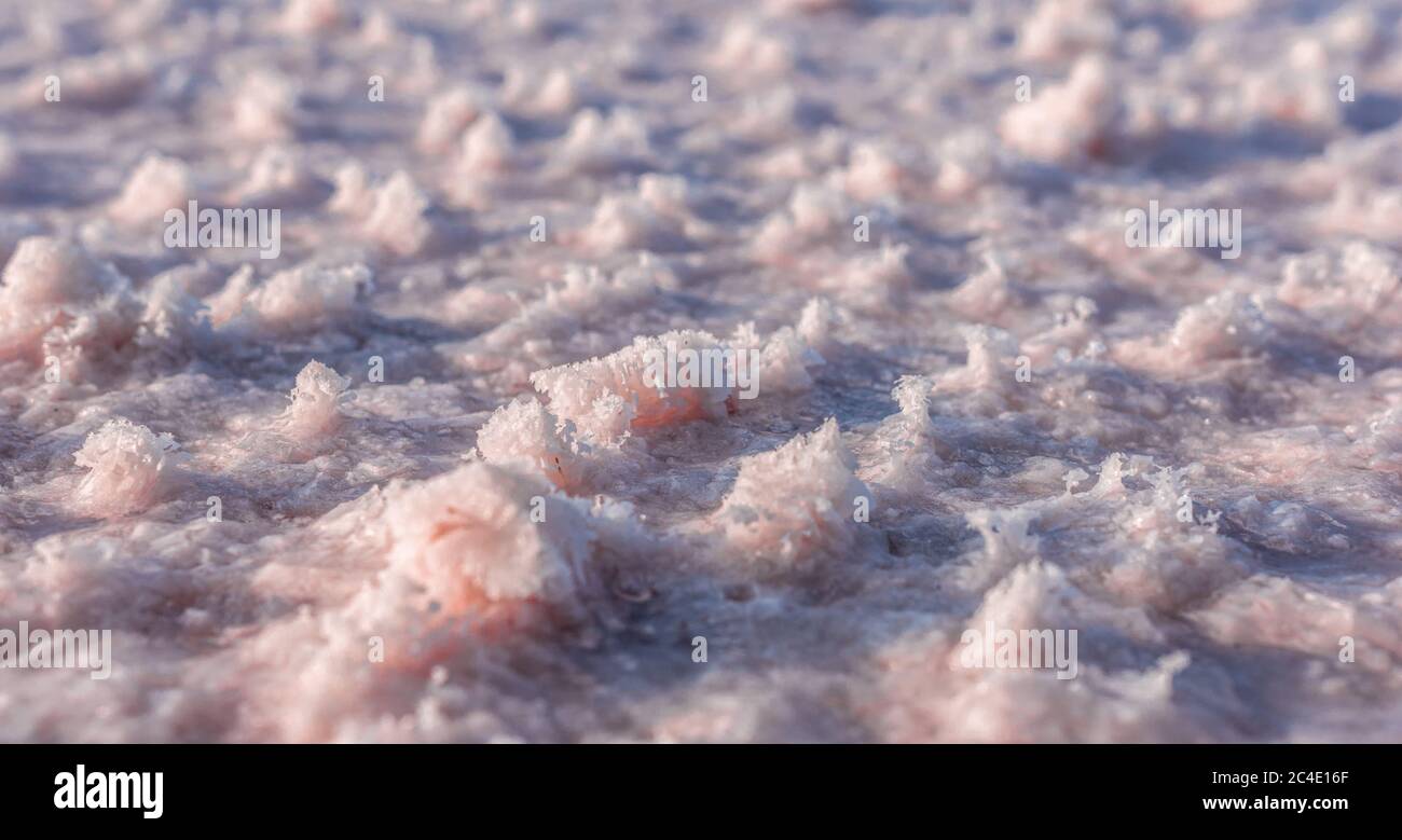 sale rosa cristales. Naturale rosa sale lago struttura. Foto Stock