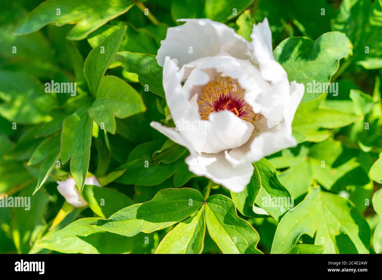 Cespuglio di peonie cinesi a forma di albero in fiore su uno sfondo sfocato. Primo piano Foto Stock