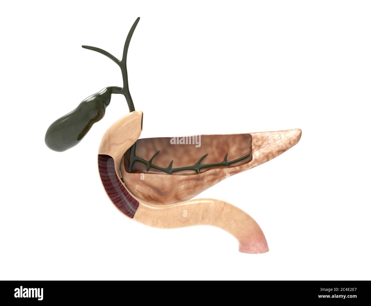 Illustrazione 3D della sezione di taglio del pancreas Foto Stock