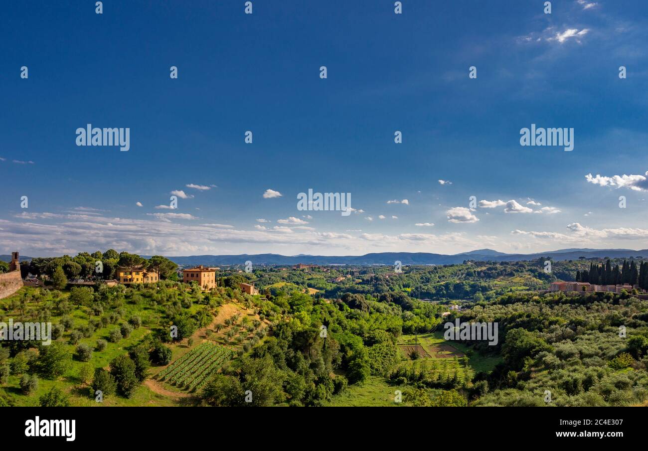 Oliveto fuori dalle mura della città di Siena. Italia. Foto Stock