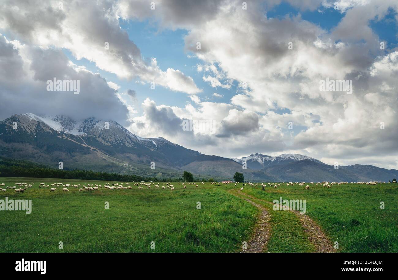 High Tatra (Vysoke Tatry) montagne paesaggio girato con la strada di campagna, pascolo mandrie di pecore. Lomnicky Stit (Lonnica Peak) 2634m - uno dei più alti Foto Stock