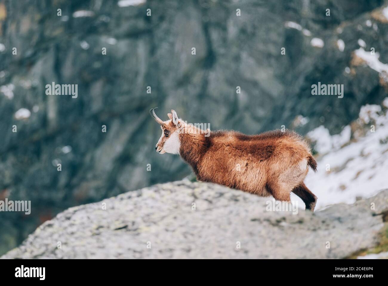 Il camoscio di Tatra o Kamzík vrchovsky tatransky ha messo in pericolo criticamente all'inizio dell'estate nella regione degli alti Tatra nel Parco Nazionale di Tatra Foto Stock