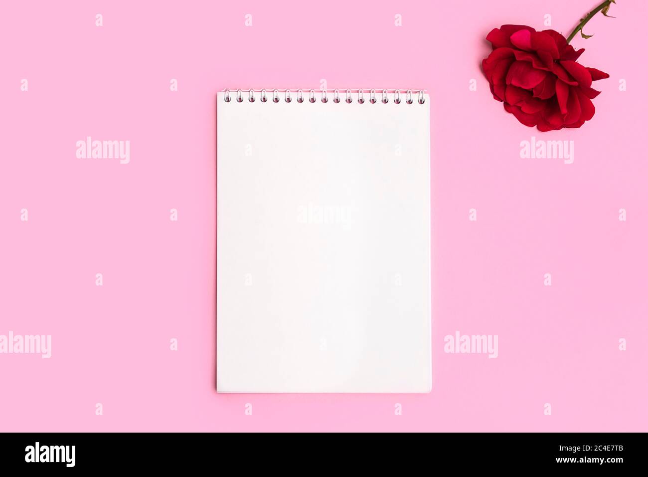 Layout minimo con blocco note vuoto vuoto e rosa rossa fresca su sfondo rosa pastello. Vista dall'alto con spazio per il testo Foto Stock