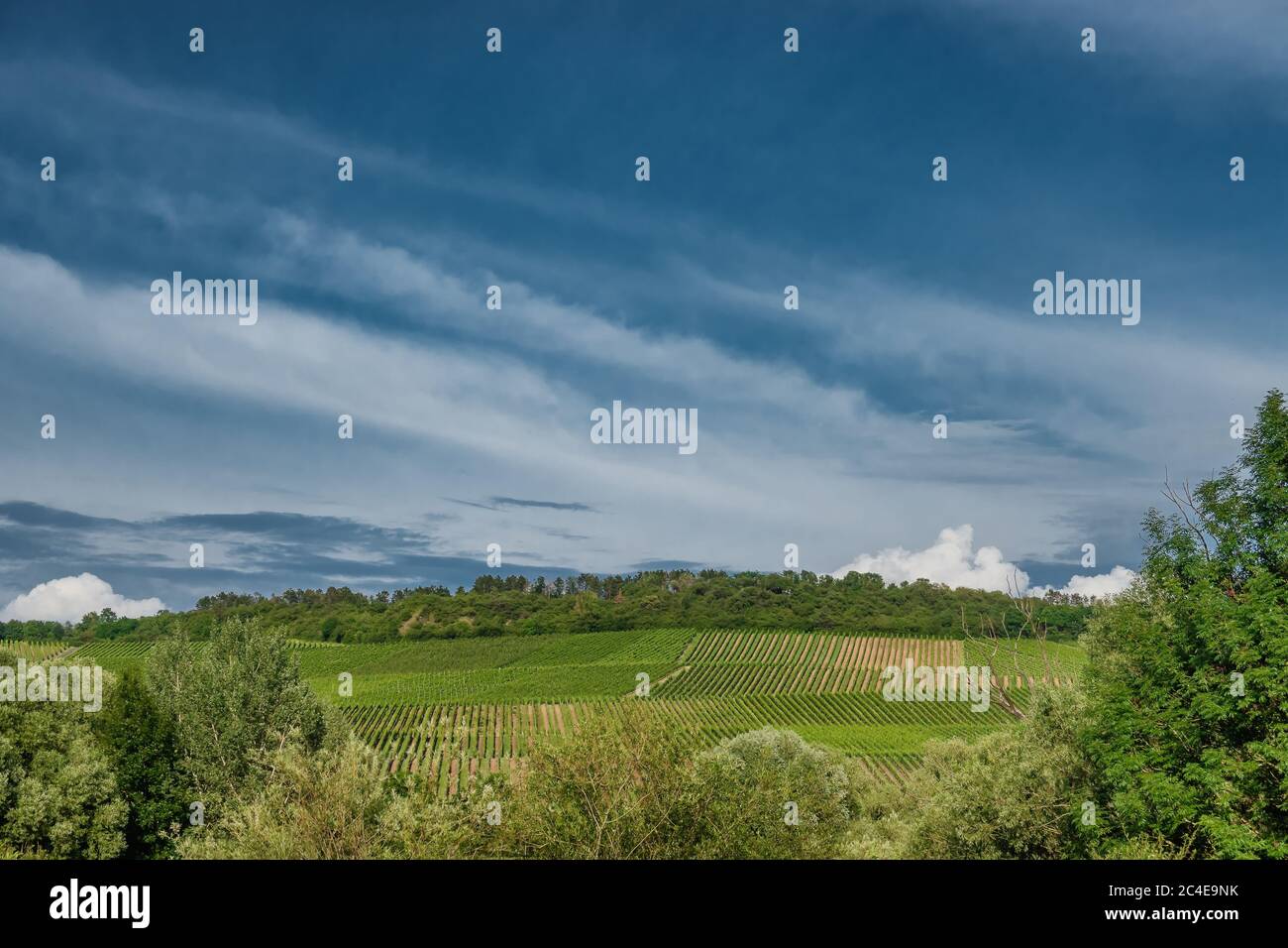 Vigneti sulle colline in pendenza a Sommerhausen, sul fiume meno, Germania Foto Stock