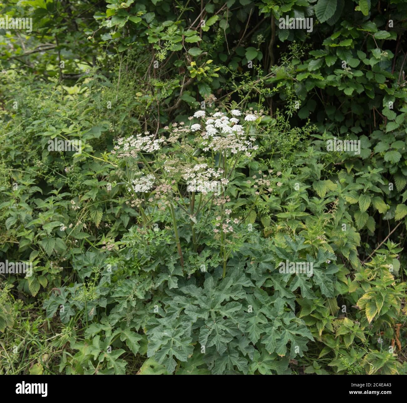 Estate fioritura Hogweed o Cow Parsnip (Heracleum sphondylium) che cresce su un Roadside Vorge in Devon Rurale, Inghilterra, Regno Unito Foto Stock