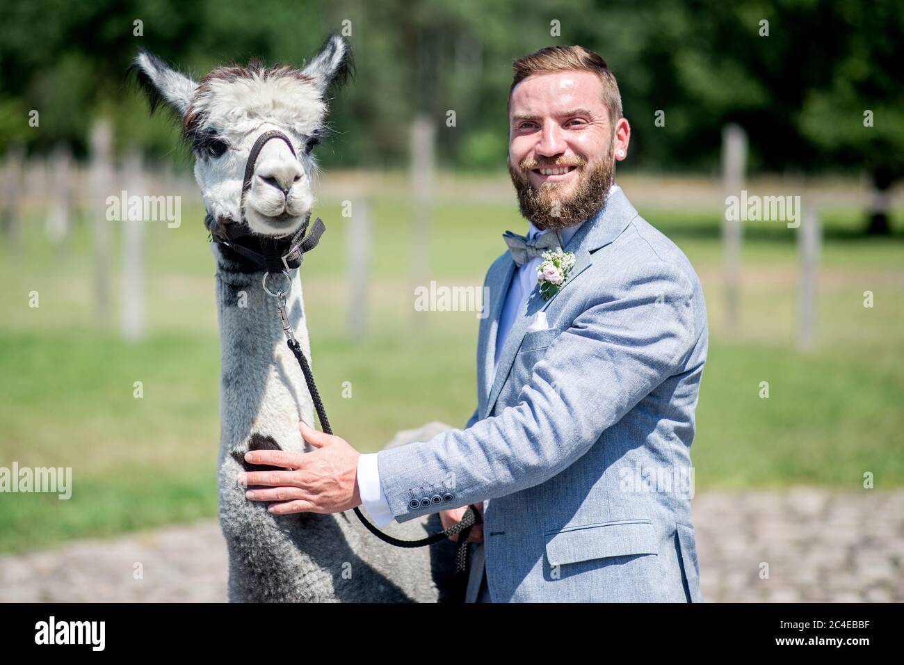 Langenhagen, Germania. 26 Giugno 2020. Lo sposo Marcel Reichardt sta in piedi con Alpaca Kiowa su un pascolo. La coppia di nozze Reichardt da Wedemark ha prenotato un evento di nozze in una fattoria di alpaca stud e celebra la loro cerimonia di nozze civile con gli animali. Credit: Hauke-Christian Dittrich/dpa/Alamy Live News Foto Stock