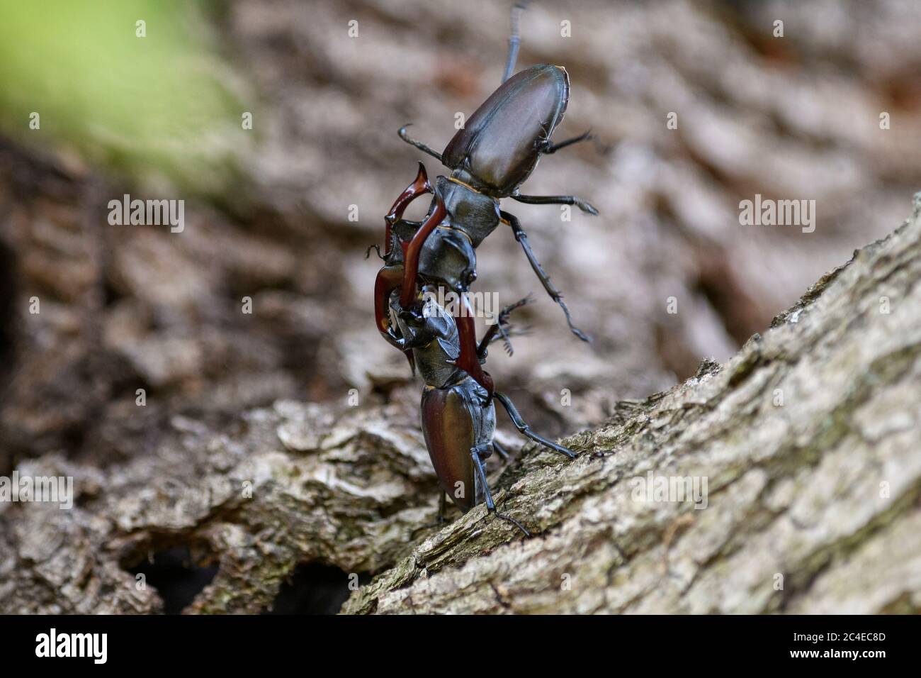 Due scarabei maschi che combattono con le loro mascelle come cervi fanno con le loro formiche. Foto Stock