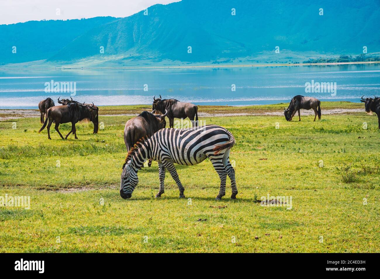 Bellissimo scenario di una zebra mangiare erba in un verde campo vicino ad altri animali con corna Foto Stock